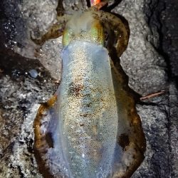 朝マズメ狙いエギング