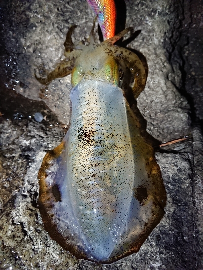 朝マズメ狙いエギング