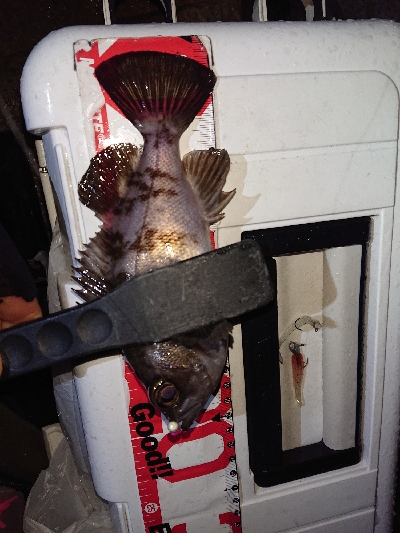 ライトゲーム楽しい