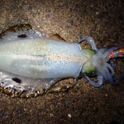 ２日連続朝マズメ狙い