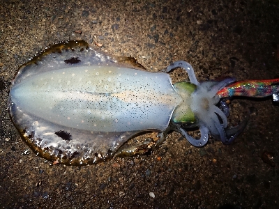 ２日連続朝マズメ狙い