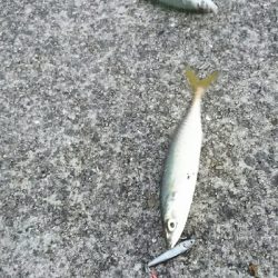 鰤に逢いたくてアジ、サバかよっ(T-T)