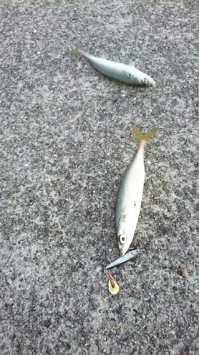 鰤に逢いたくてアジ、サバかよっ(T-T)