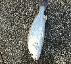 サゴシ、ハマチバラしモード挙げ句はサゴシカッター3発や！