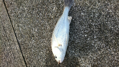 サゴシ、ハマチバラしモード挙げ句はサゴシカ…