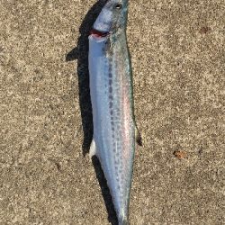 久しぶりのショアジギング