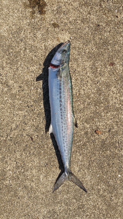 久しぶりのショアジギング