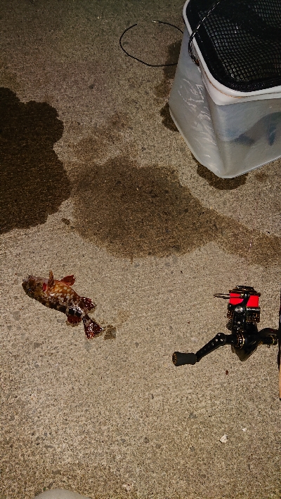 久しぶりにライトゲーム。