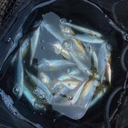 ジグ単アジング