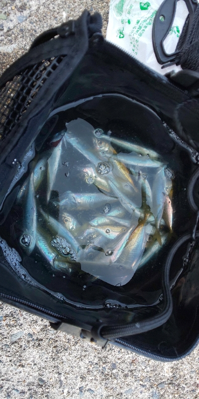 ジグ単アジング