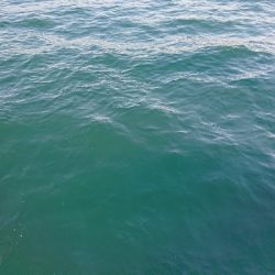 ボートエギング～のジギング！