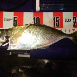 めっちゃサイズいい