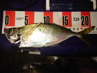 めっちゃサイズいい