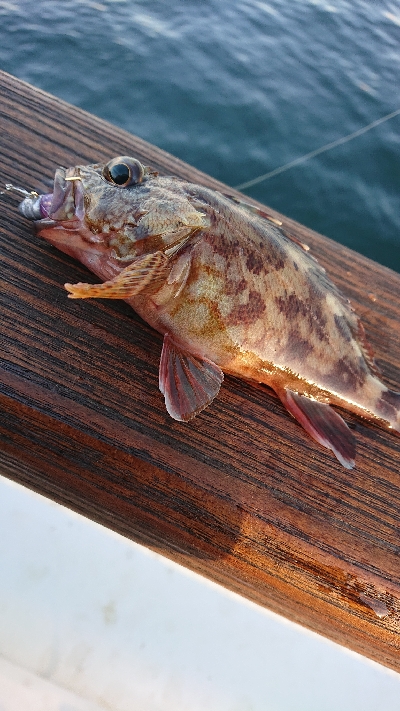 南港ガシリング