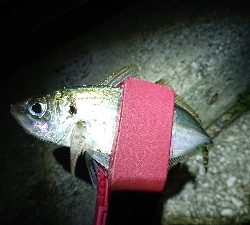 近場でアジング