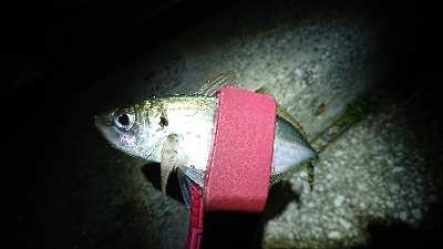 近場でアジング