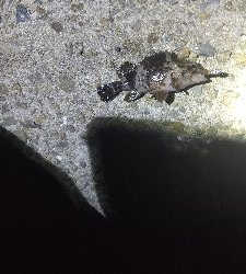 初のメバリング