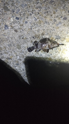 初のメバリング