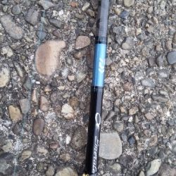 新子のアオリイカ