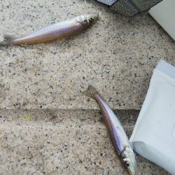 室津のキス釣り