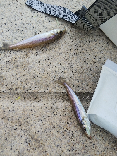 室津のキス釣り