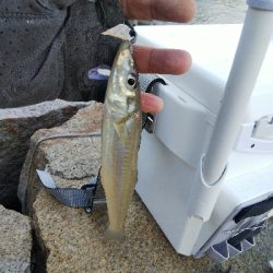 室津のキス釣り