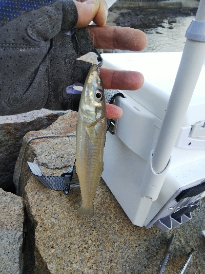 室津のキス釣り
