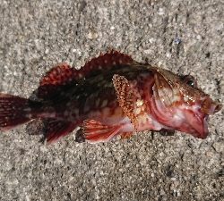 この秋３度目のカワハギ狙い