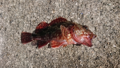 この秋３度目のカワハギ狙い