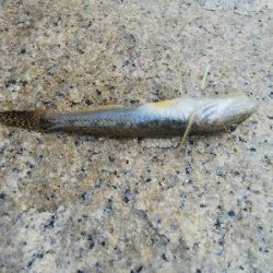 室津のキス釣り