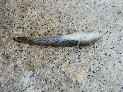 室津のキス釣り