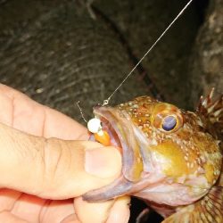 気になっていたワームで