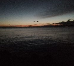 タチウオ偵察に