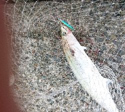 小潮でも高活性♪