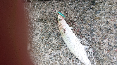 小潮でも高活性♪