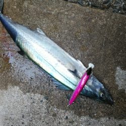 大阪湾メジロ→ハマチ&サゴシ群れが入れ替わりました