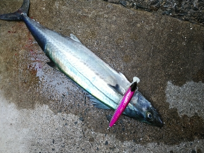 大阪湾メジロ→ハマチ&サゴシ群れが入れ替わりました