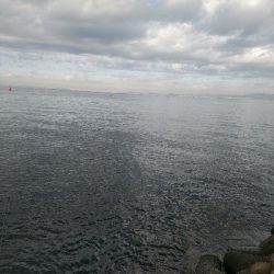 サゴシ好調です