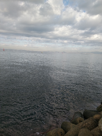 サゴシ好調です