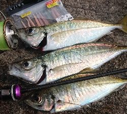 デイでナイスアジ釣れました！