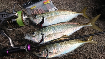 デイでナイスアジ釣れました！