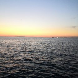 メーター超えのダツ