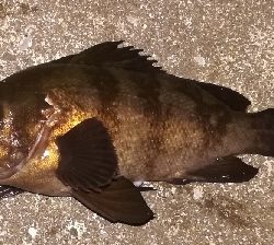 アジング不成立