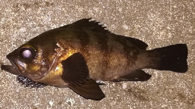 アジング不成立