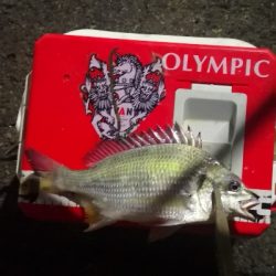 アジング練習 206