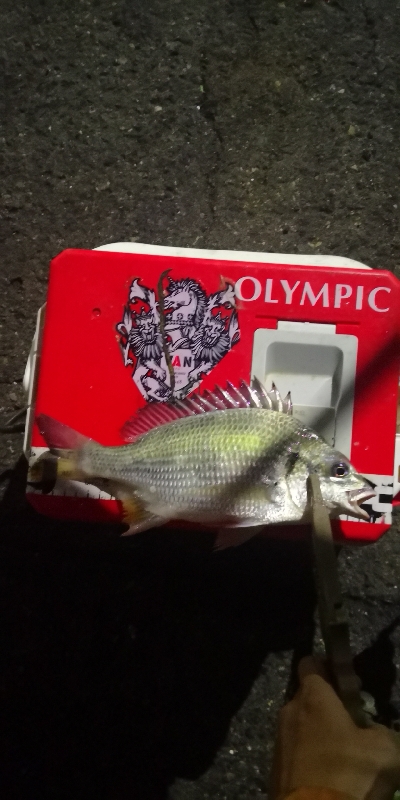 アジング練習 206