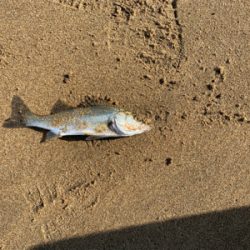 ベイトが遠い日