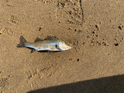 ベイトが遠い日