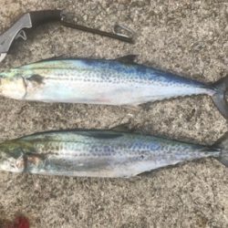 サゴシDAY！！2020ライトゲーム第31戦