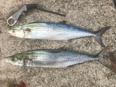 サゴシDAY！！2020ライトゲーム第31…